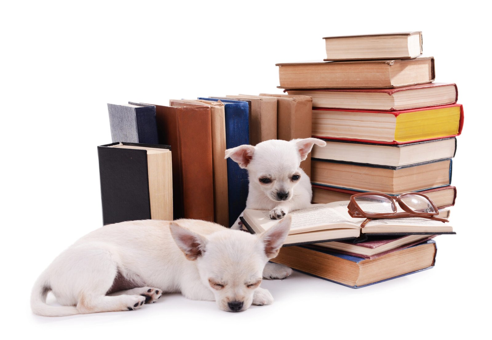 Two puppies with books and glasses